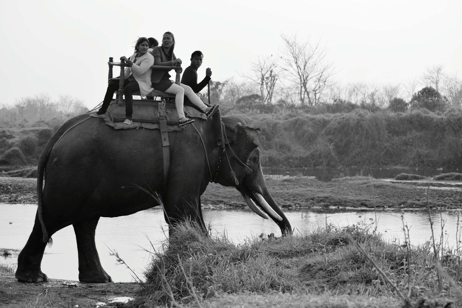 Chaise installée sur un éléphant en Asie : le howdah, un siège d'exception devenu mobilier de collection - Maestria