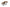 Set de 2 Tables Basses Laveu – Bois de Manguier Clair ou Noir - Maestria