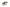 Set de 2 Tables Basses Laveu – Bois de Manguier Clair ou Noir - Maestria